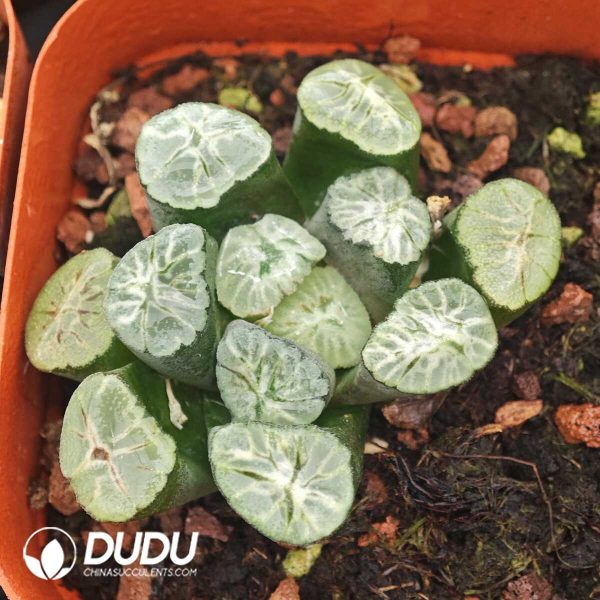 Haworthia Rainbow Truncata - Image 1