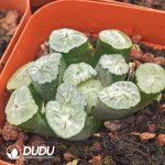 Haworthia Rainbow Truncata - Image 2