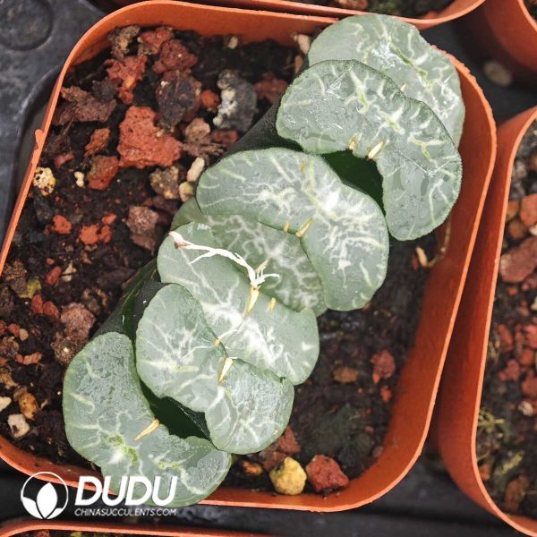 Haworthia Bifeng - Image 1