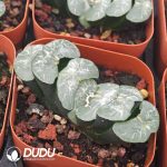 Haworthia Bifeng - Image 2