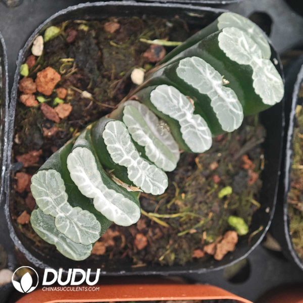 Haworthia Baiju - Image 1