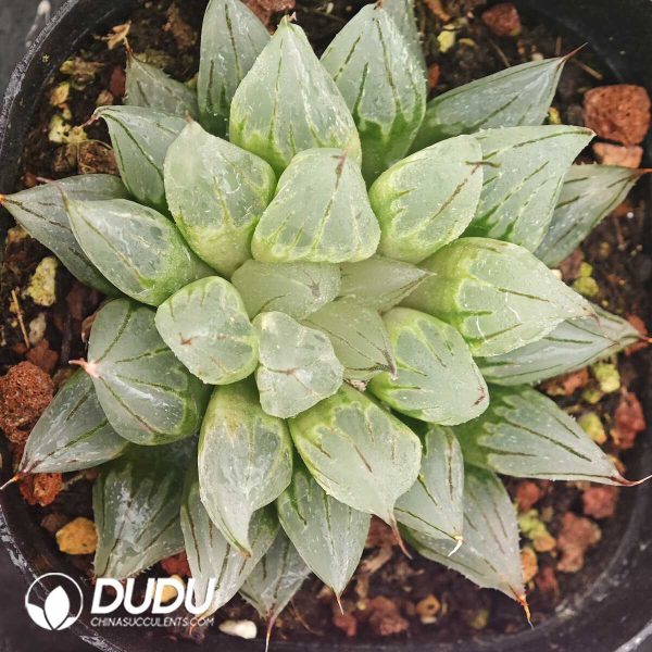 Haworthia Siaki - Image 1
