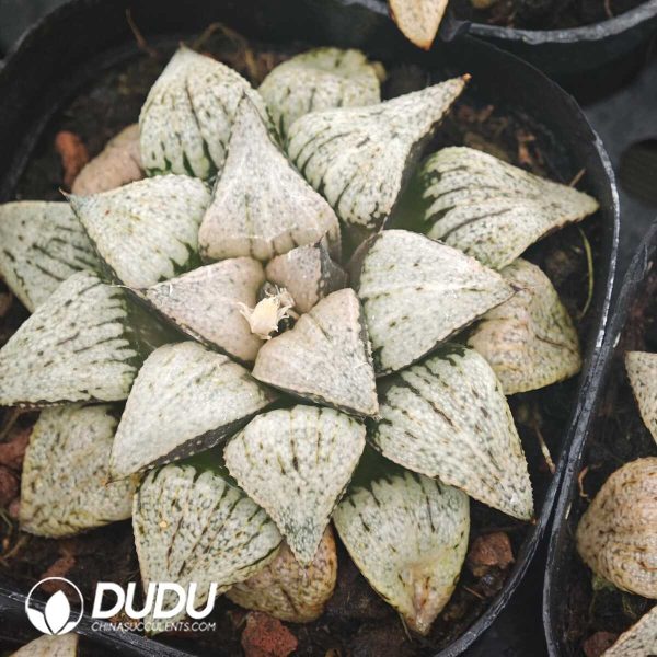 Haworthia Light of the Snow Country - Image 1