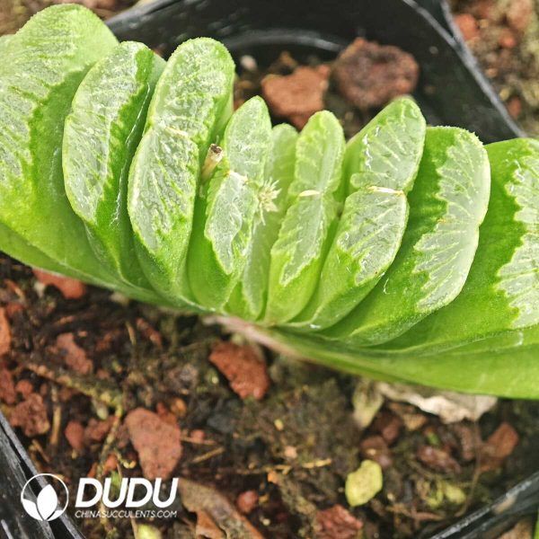 Haworthia Truncata - Image 1