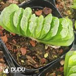 Haworthia Truncata - Image 2