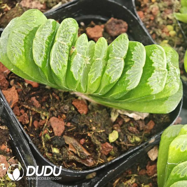 Haworthia Truncata - Image 2