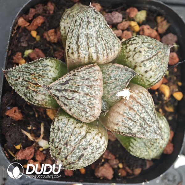 Haworthia Picta Jade - Image 1