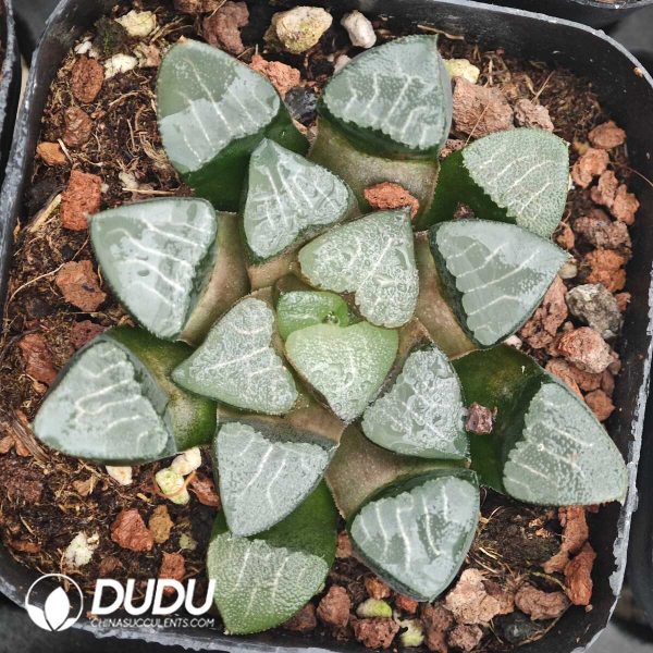 Haworthia Heitianke - Image 1