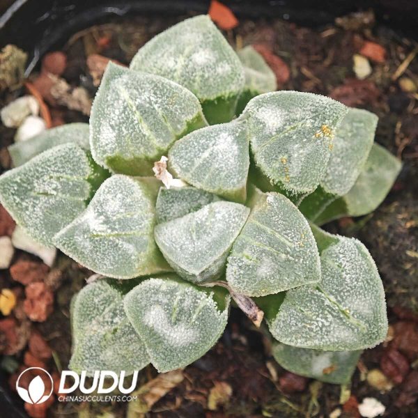 1756129853-1750041777-e201.jpg Haworthia White Devil - Image 1