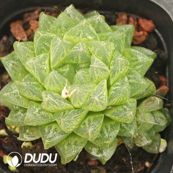 Haworthia Snowflake - Image 1