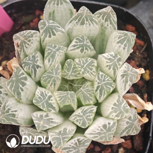 Haworthia Cooperi 'Variegata' - Image 1