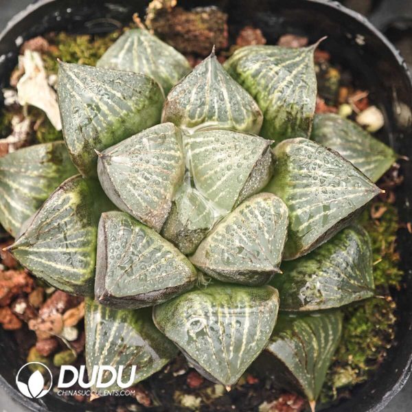 1756129858-1750041792-e201.jpg Haworthia Super Silver Turtle - Image 1