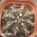 Cactus Gymnocalycium Mihanovichii