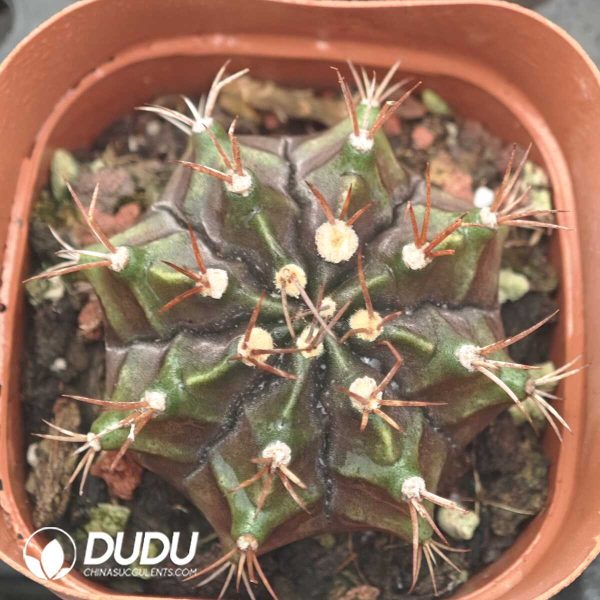 1756129860-1750041797-e201.jpg Cactus Gymnocalycium Mihanovichii - Image 1