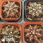 Cactus Gymnocalycium Mihanovichii - Image 2