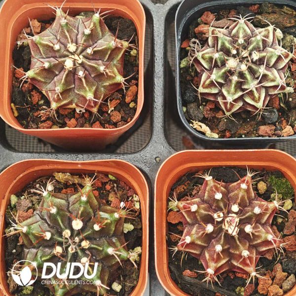 1756129861-1750041803-e202.jpg Cactus Gymnocalycium Mihanovichii - Image 2