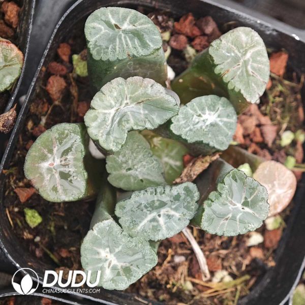 Haworthia Zhen Long - Image 1