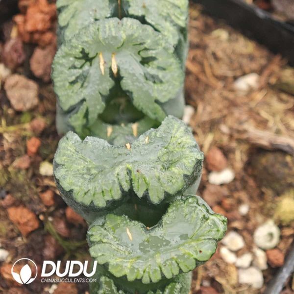 Haworthia Lucky Star - Image 1