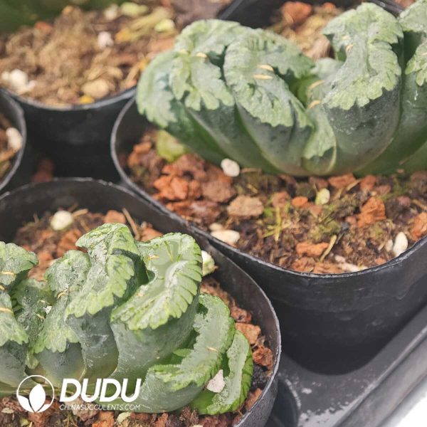 Haworthia Lucky Star - Image 2