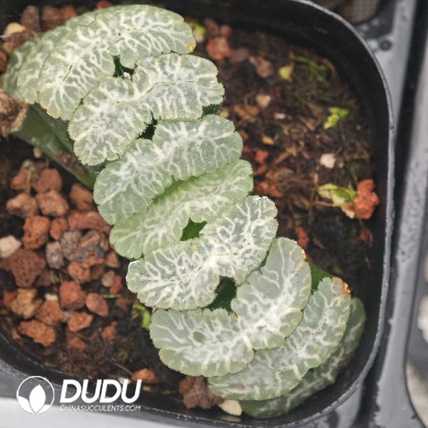 Haworthia Ji God - Image 1