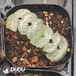 Haworthia Ji God - Image 2