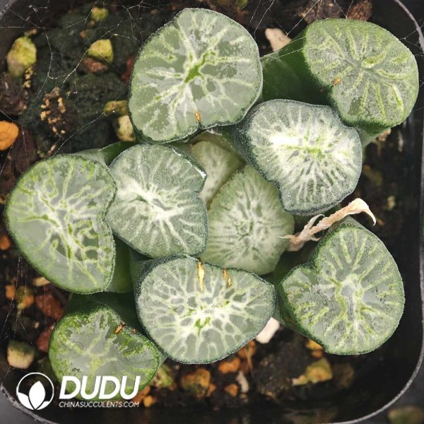 Haworthia Jade Dragon - Image 1