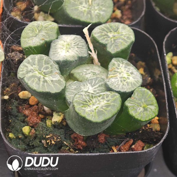 Haworthia Jade Dragon - Image 2