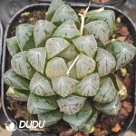 Haworthia Black Diamond