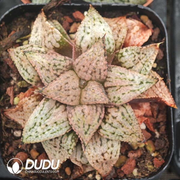 Haworthia pygmaea Yume no Ginga - Image 1