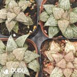 Haworthia pygmaea Yume no Ginga - Image 2