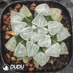 Haworthia Xue Ji