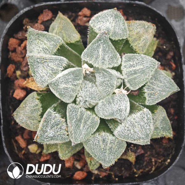 Haworthia Xue Ji - Image 1