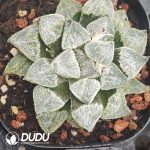 Haworthia Xue Ji - Image 2