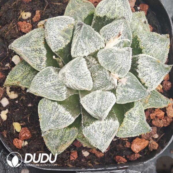 Haworthia Xue Ji - Image 2