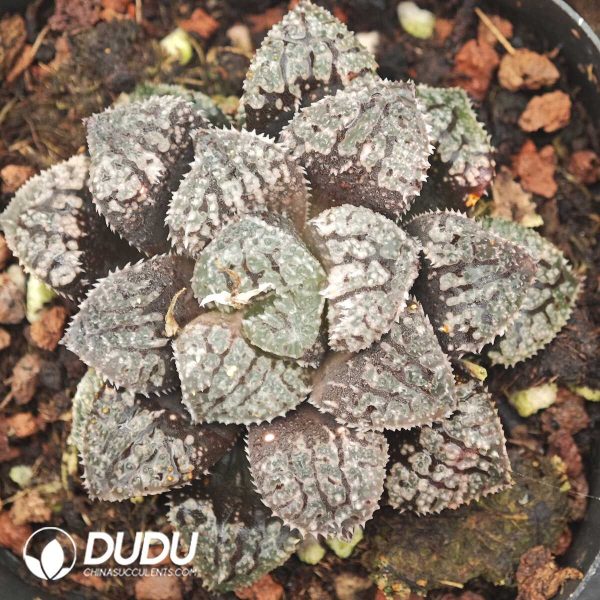 Haworthia Blue Diamond - Image 1