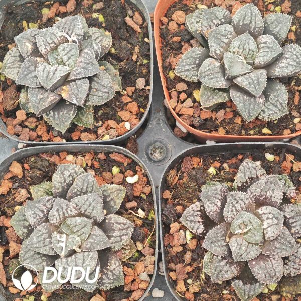 Haworthia Blue Diamond - Image 2