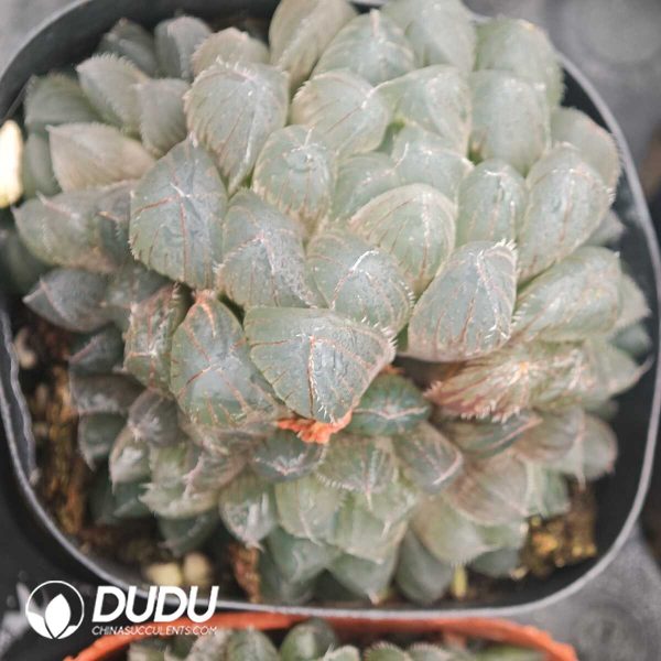 1756129890-1750041889-e201.jpg Haworthia Blue Mirror Clustering - Image 1