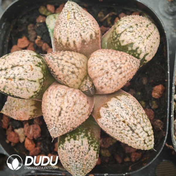 Haworthia Picta Red Stone - Image 1