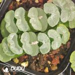Haworthia truncata Glutinous Leaf Window Clustering