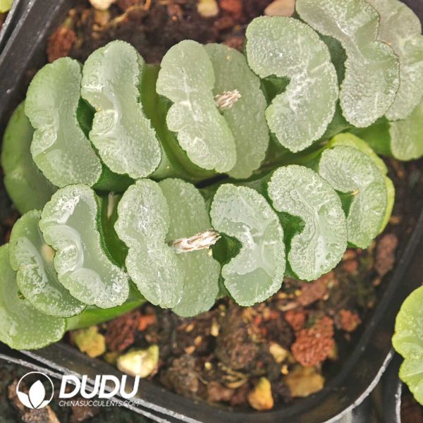 1756129894-1750041900-e201.jpg Haworthia truncata Glutinous Leaf Window Clustering - Image 1