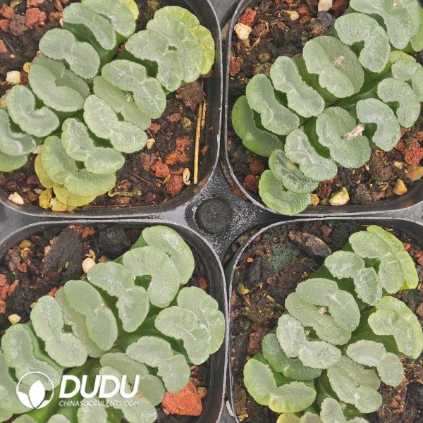 Haworthia truncata Glutinous Leaf Window Clustering - Image 2