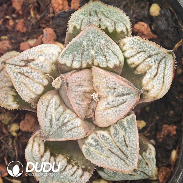 Haworthia Aries - Image 1