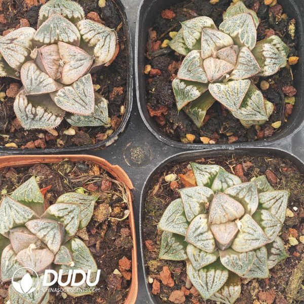 Haworthia Aries - Image 2