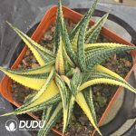 Haworthia limifoli Variegata