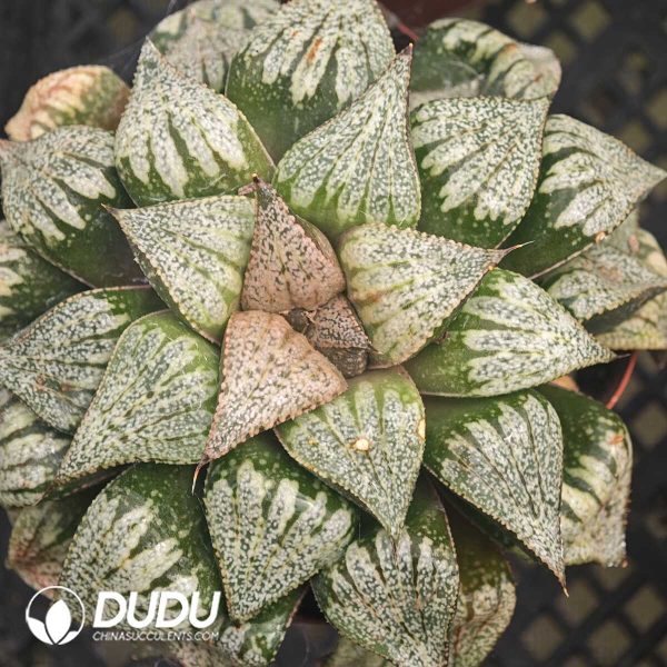 Haworthia Ozawa Chemicals and Silver - Image 1