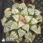 Haworthia Ozawa Chemicals and Silver - Image 2