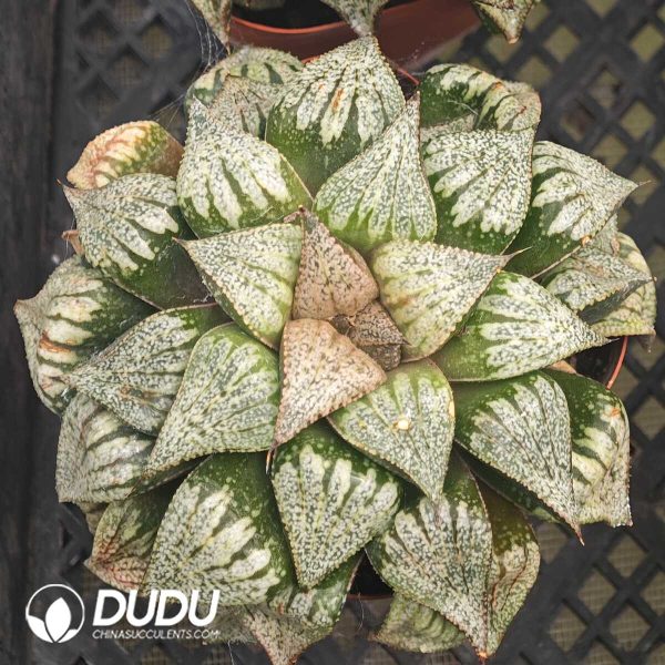 Haworthia Ozawa Chemicals and Silver - Image 2