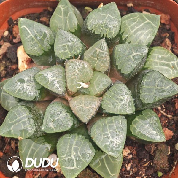 1756129906-1750041934-e201.jpg Haworthia Smooth surface Ke - Image 1