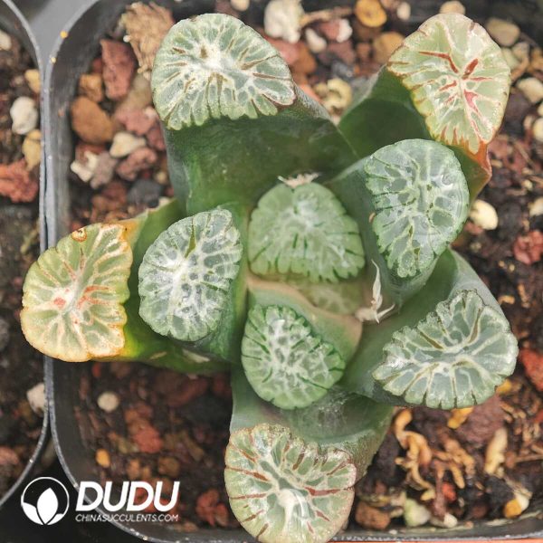 1756129908-1750041939-e201.jpg Haworthia Haworthia truncata var tricolor - Image 1