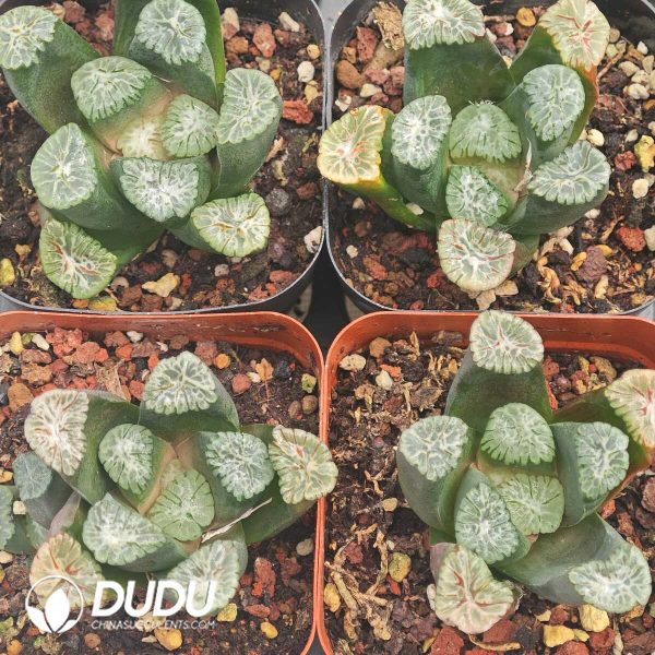 1756129910-1750041942-e202.jpg Haworthia Haworthia truncata var tricolor - Image 2